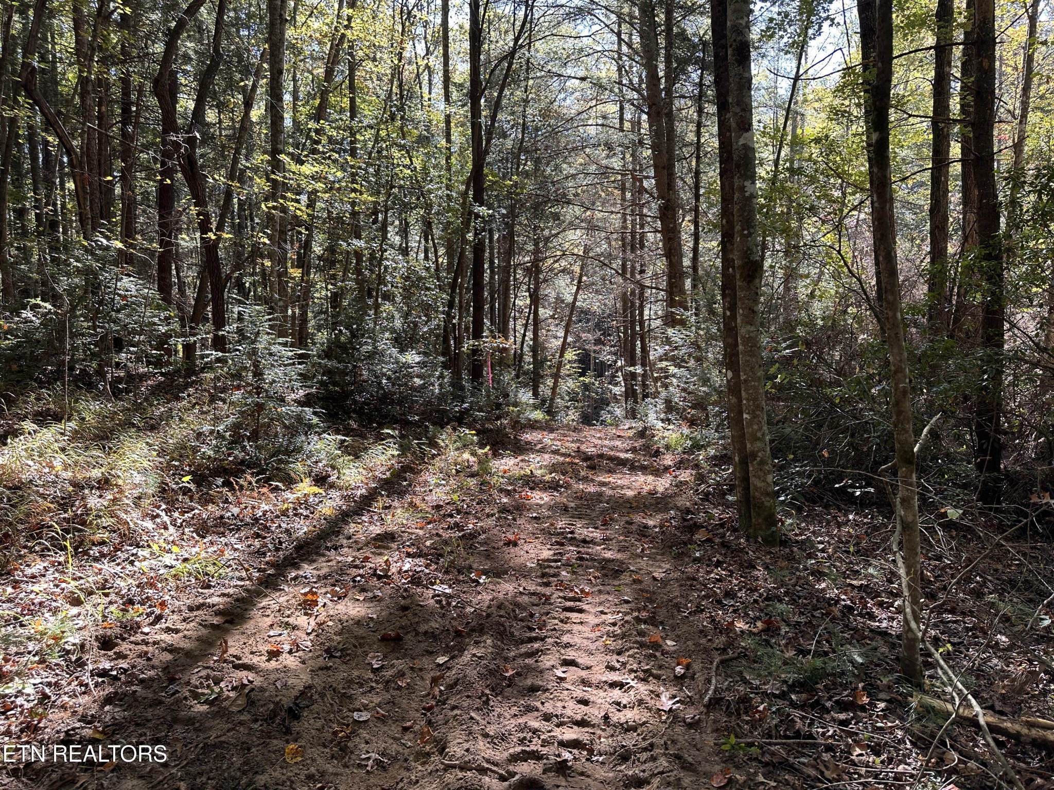 186 Cave Branch Road Allardt, TN 38504 - Photo 10 of 23 a view of a yard with trees