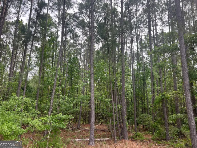 a view of a yard with plants and large trees