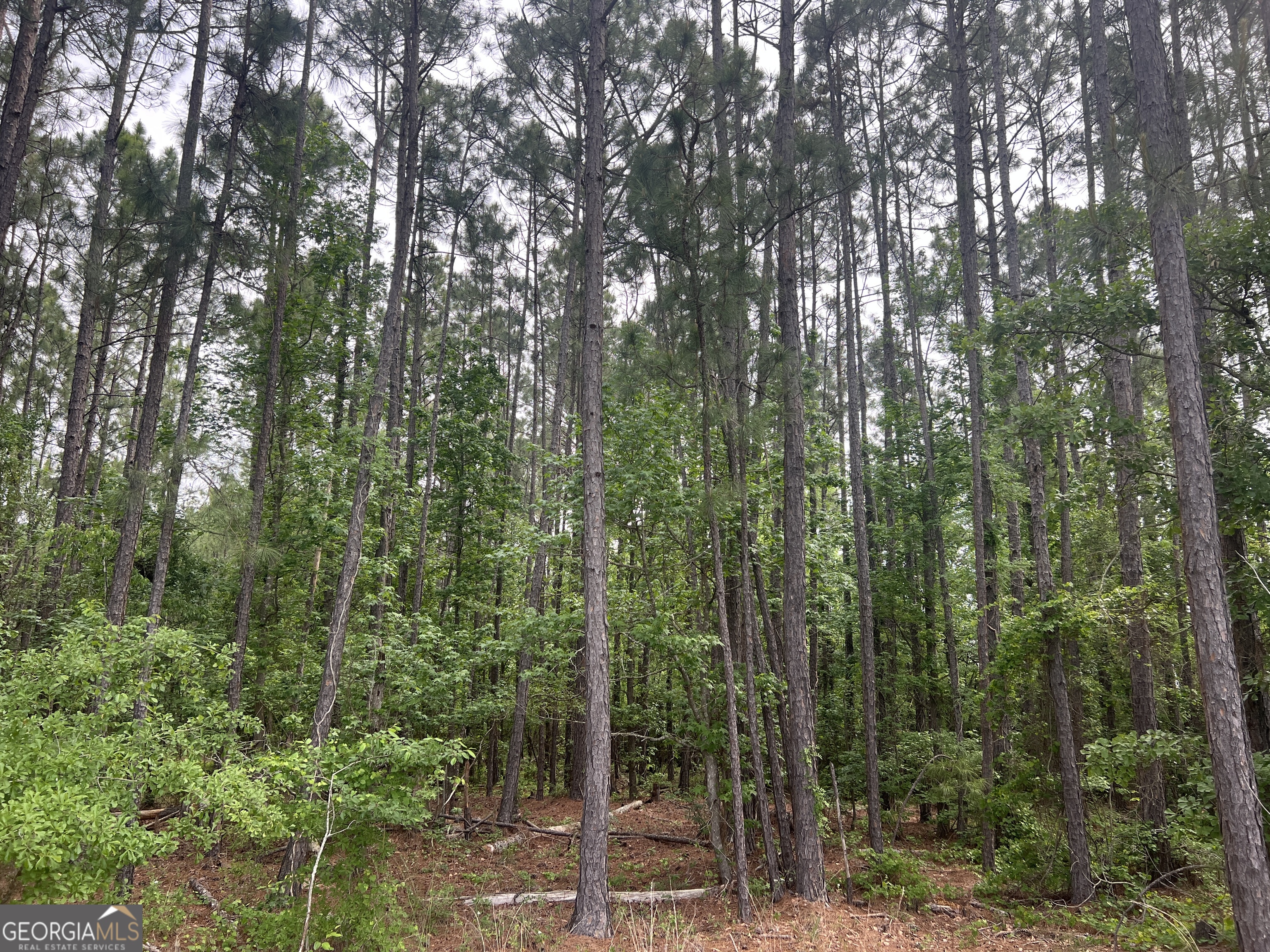 0 Julianne Road Ashburn, GA 31714 - Photo 3 of 14 a view of a forest with trees