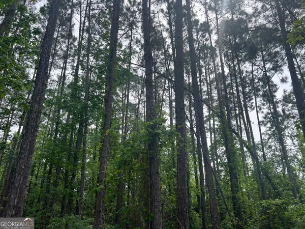 a view of a lush green forest