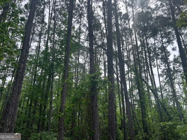 a view of a lush green forest