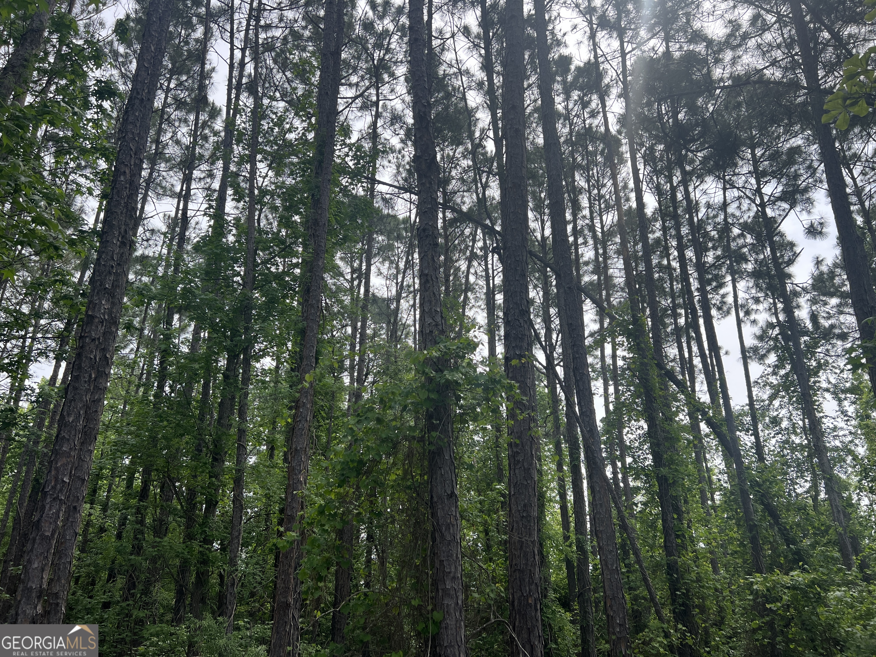 0 Julianne Road Ashburn, GA 31714 - Photo 4 of 14 a view of forest