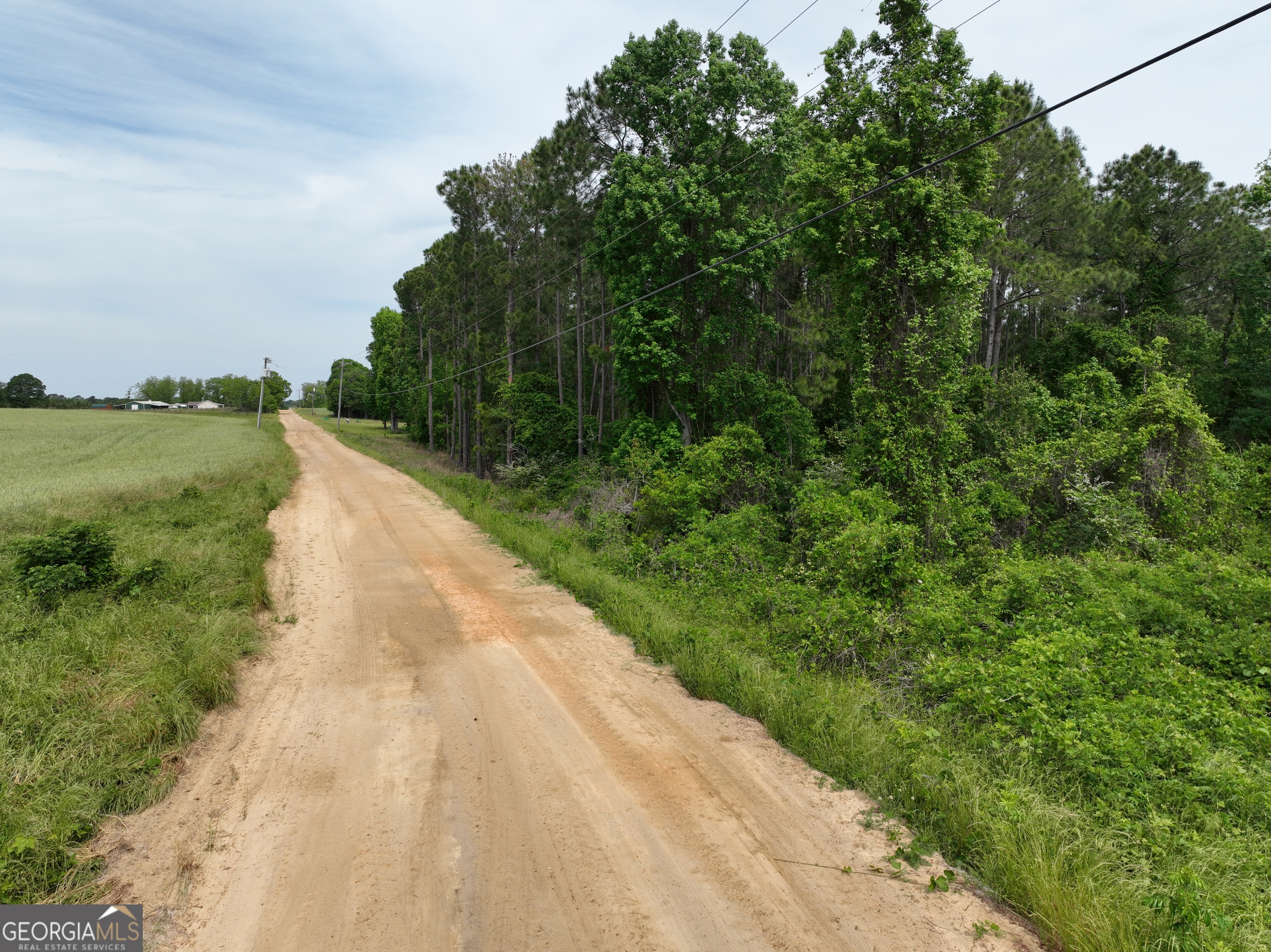 0 Julianne Road Ashburn, GA 31714 - Photo 5 of 14 a view of a yard with plants and large trees