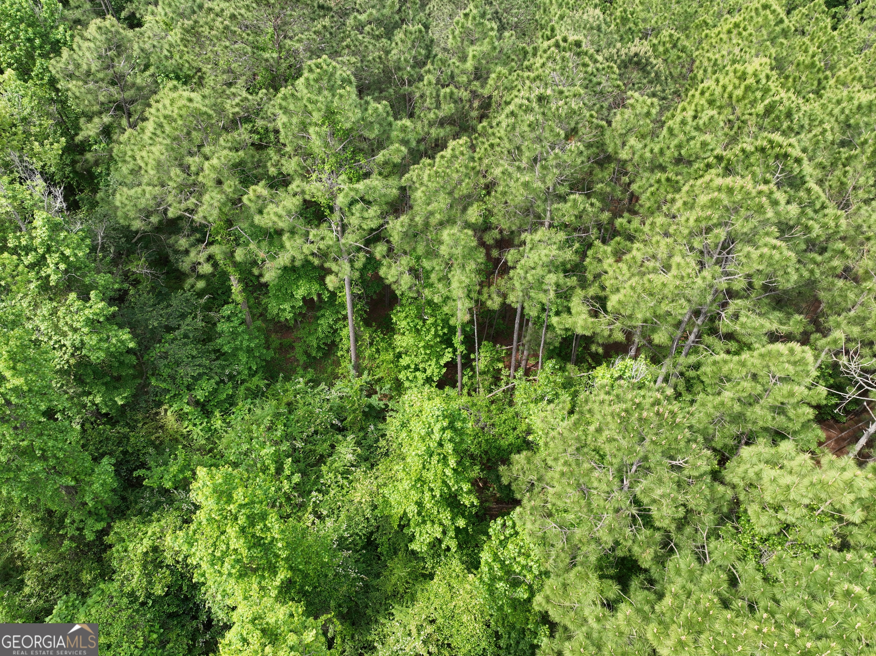 0 Julianne Road Ashburn, GA 31714 - Photo 6 of 14 a view of a lush green forest