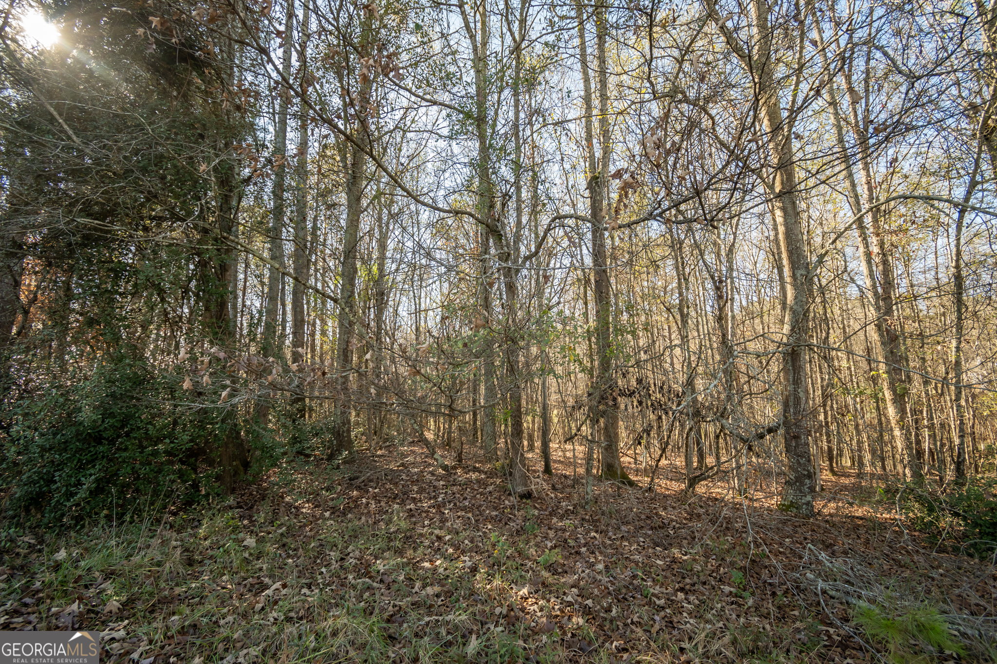 0 Lavista Road Jefferson, GA 30549 - Photo 2 of 16 a view of forest