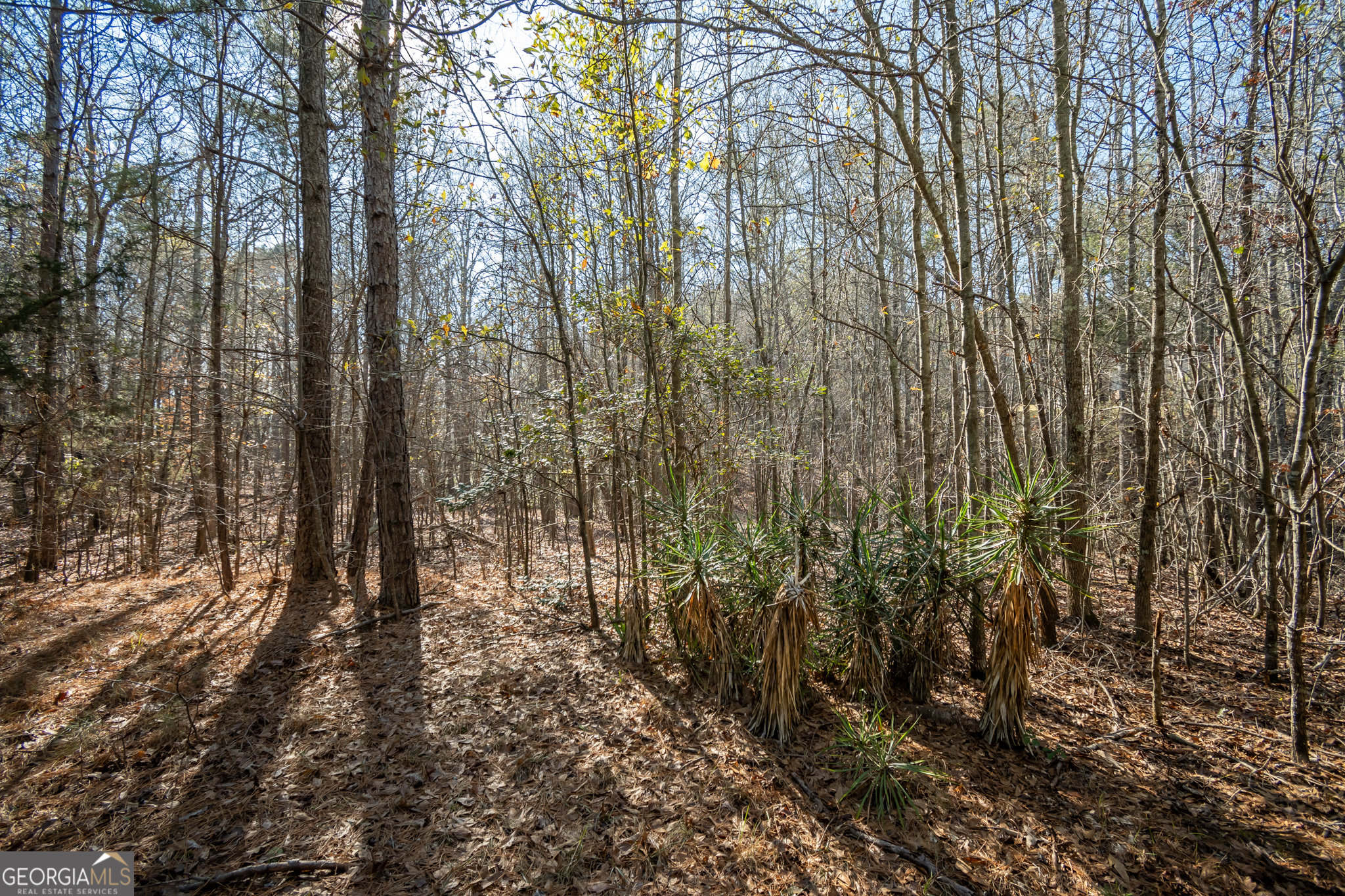 0 Lavista Road Jefferson, GA 30549 - Photo 6 of 16 a view of forest