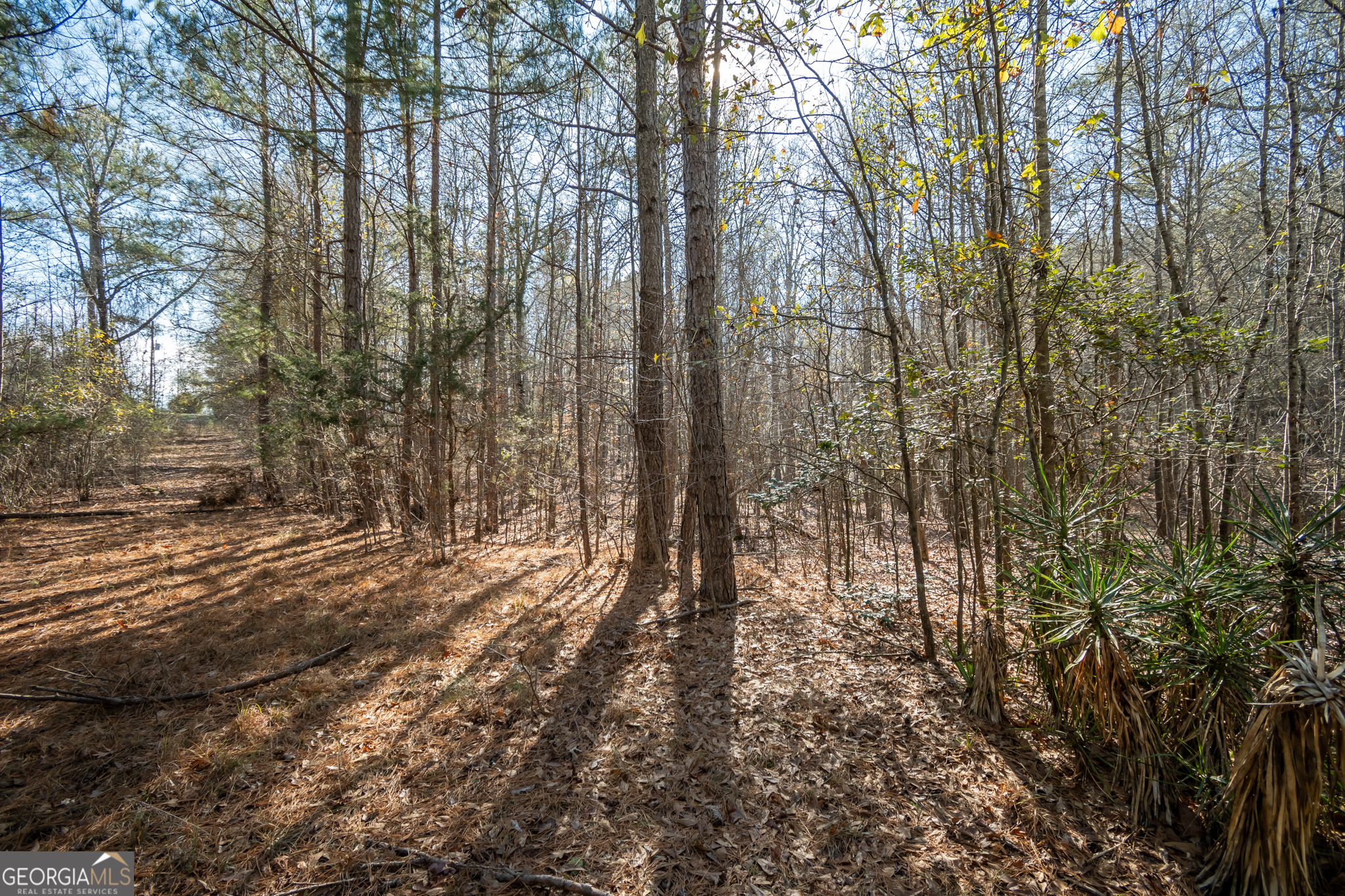0 Lavista Road Jefferson, GA 30549 - Photo 7 of 16 a view of yard with trees