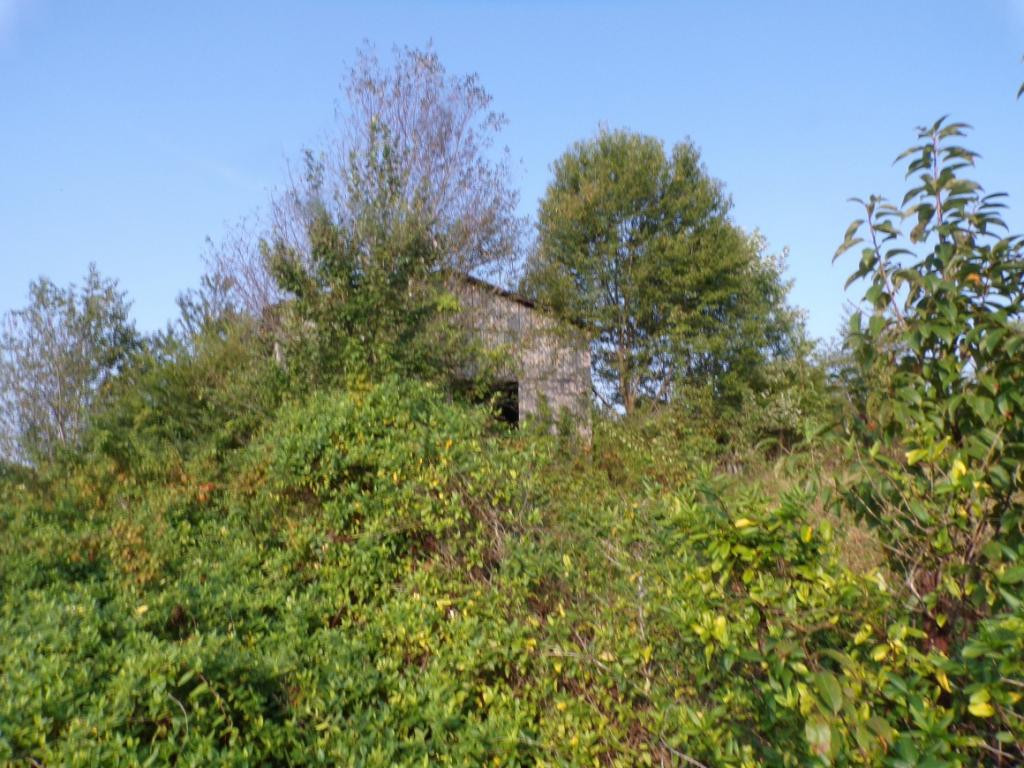 805 Pates Hill Road Mosheim, TN 37818 - Photo 6 of 10 Photo 6