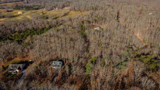a view of a forest with a tree