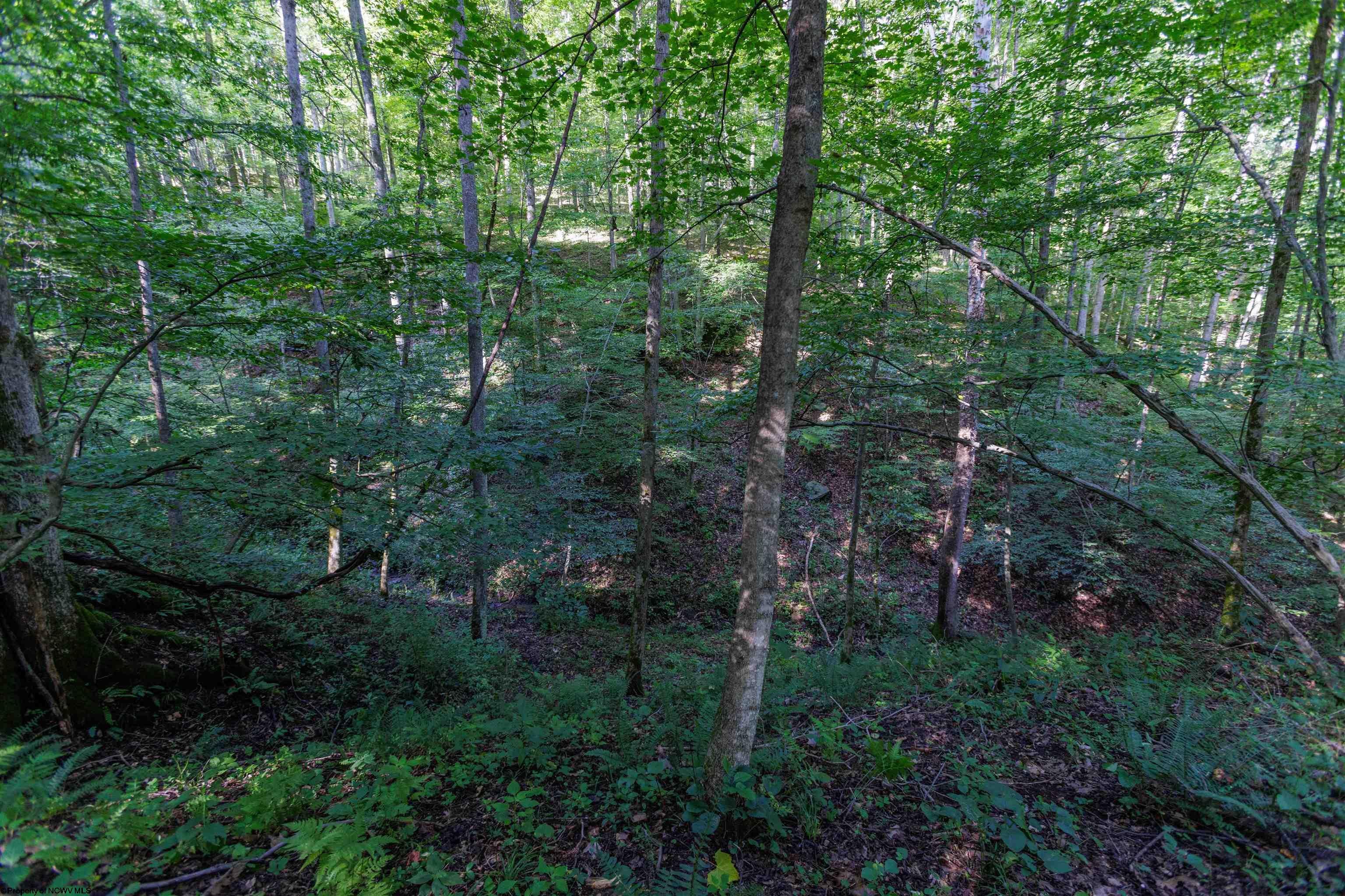 Tbd Green Valley Road Buckhannon, WV 26201 - Photo 33 of 49 Gallery Image 33