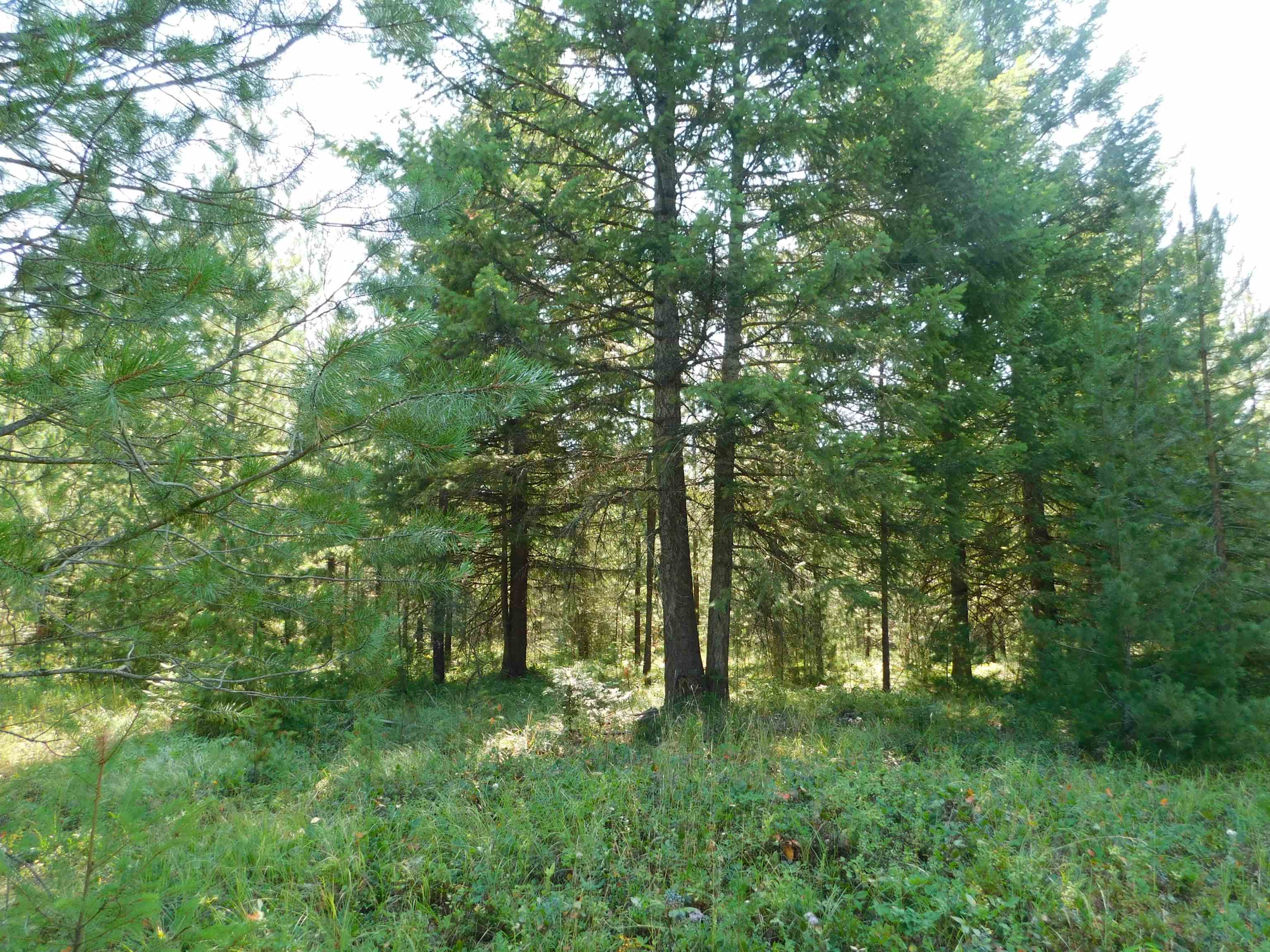 Xxo Deer Valley Road, Unit PARCEL A Newport, WA 99156 - Photo 1 of 8 Gallery Image 1