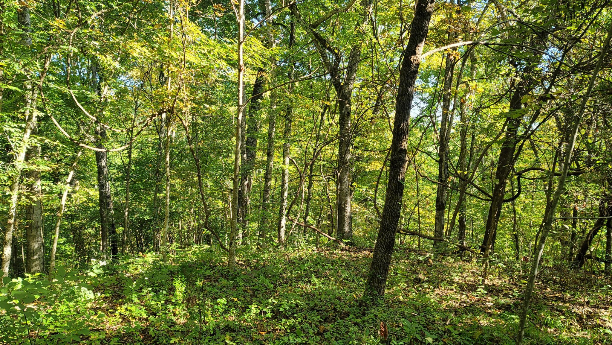 0 Sims Cemetery Road Sevierville, TN 37876 - Photo 12 of 18 Gallery Image 12