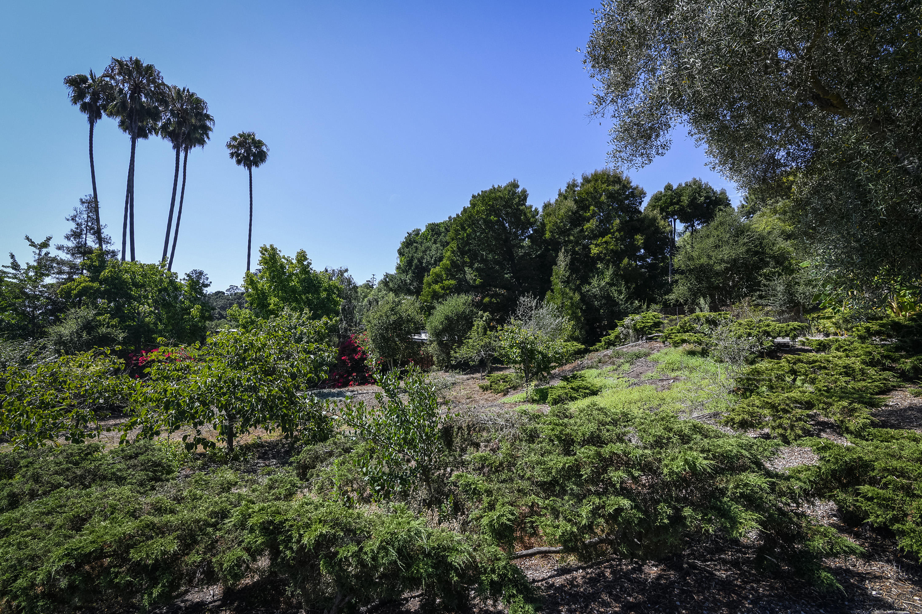 725 El Rancho Road Santa Barbara, CA 93108 - Photo 7 of 13 a view of a garden with a tree