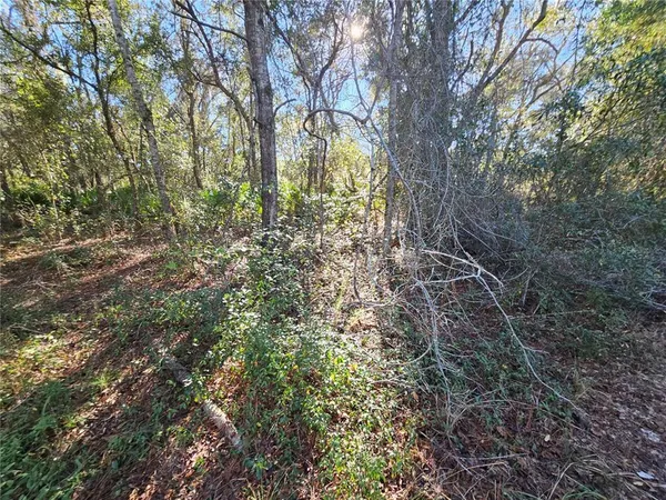 a view of a forest with trees