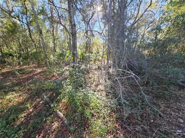 a view of a forest with trees