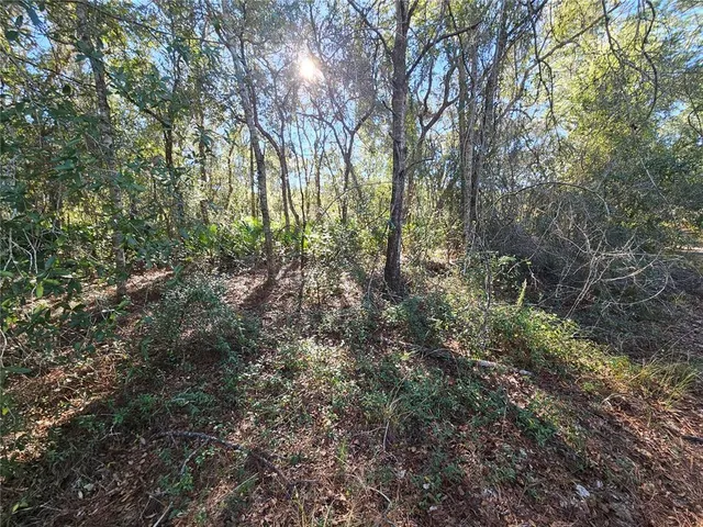 a view of a forest with trees