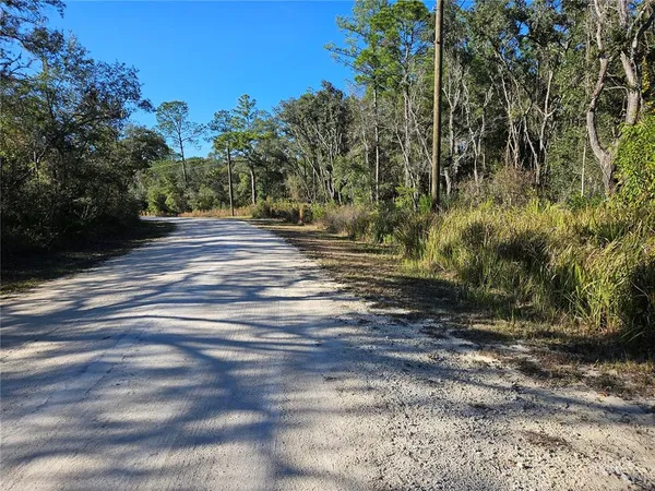a view of a yard with plants and trees
