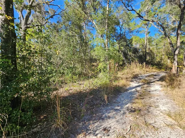 a view of a yard with plants and trees