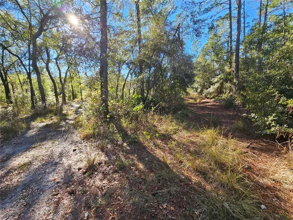 a view of a yard with large trees