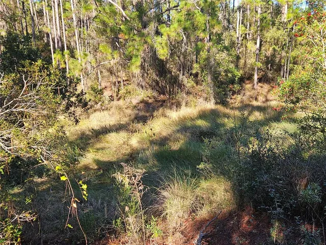 a view of a forest that has a tree