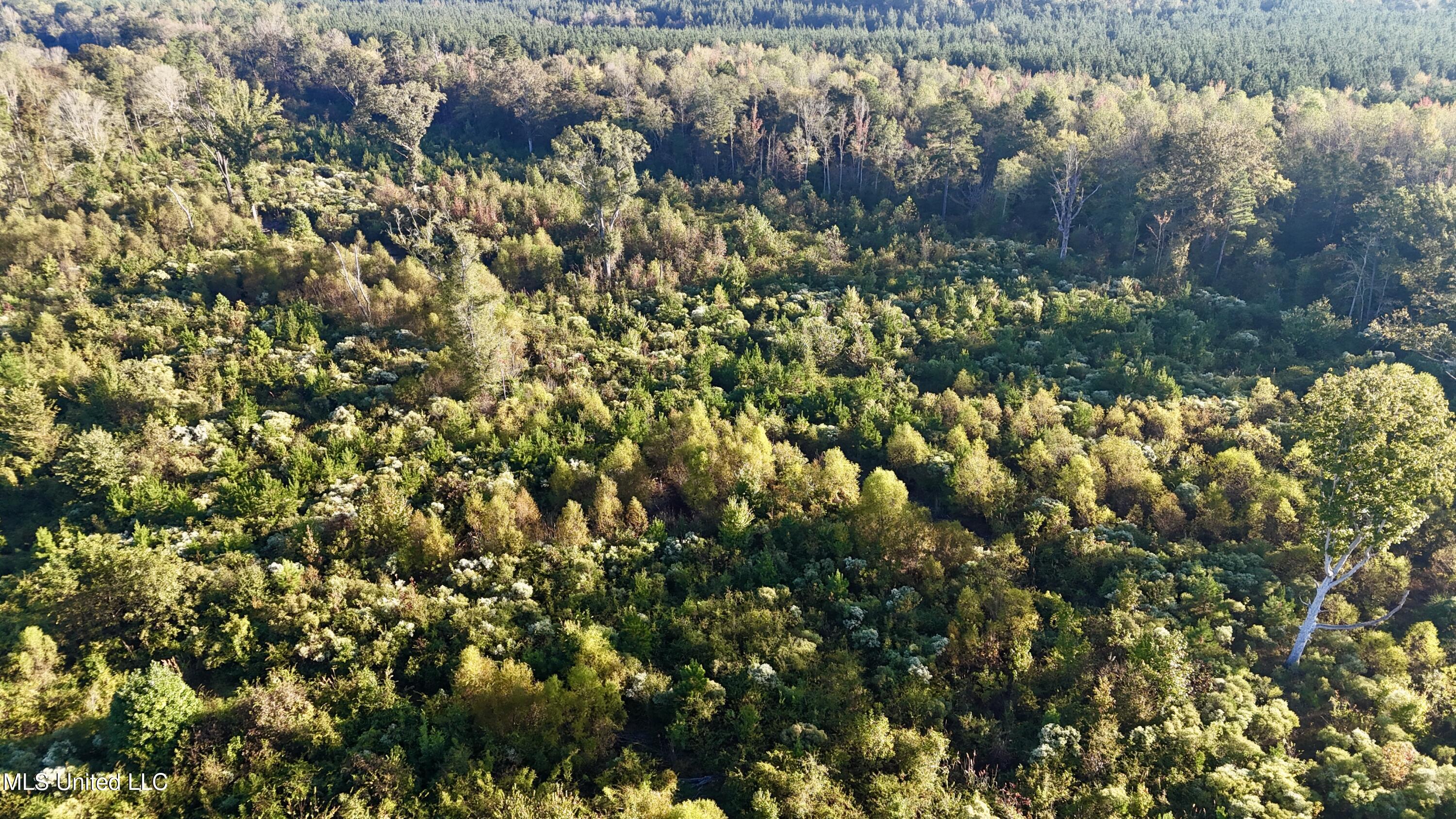 15 Hwy Union Union, MS 39365 - Photo 11 of 17 dji_fly_20251014_082102_0111_17604483556