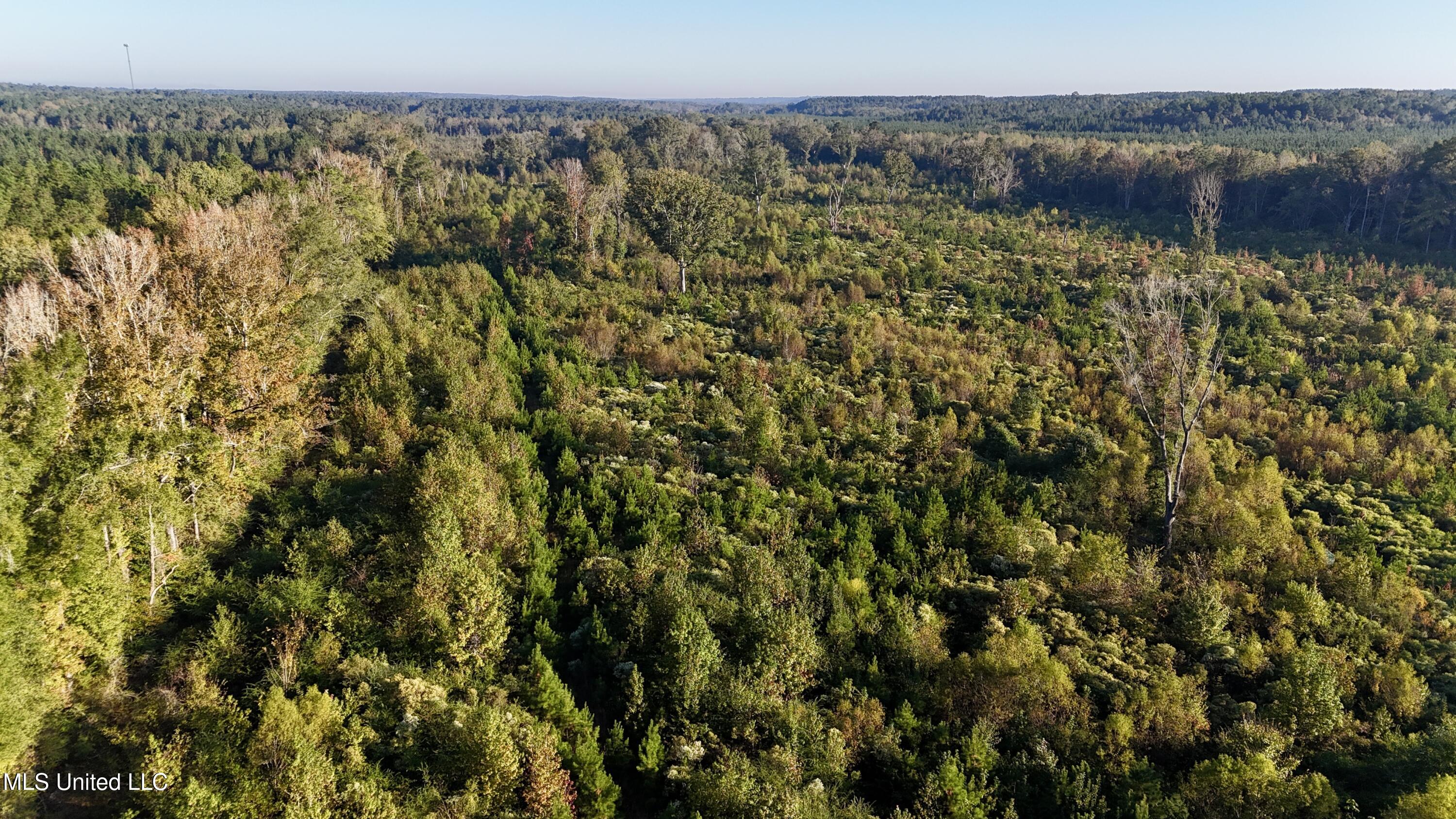 15 Hwy Union Union, MS 39365 - Photo 2 of 17 Timber