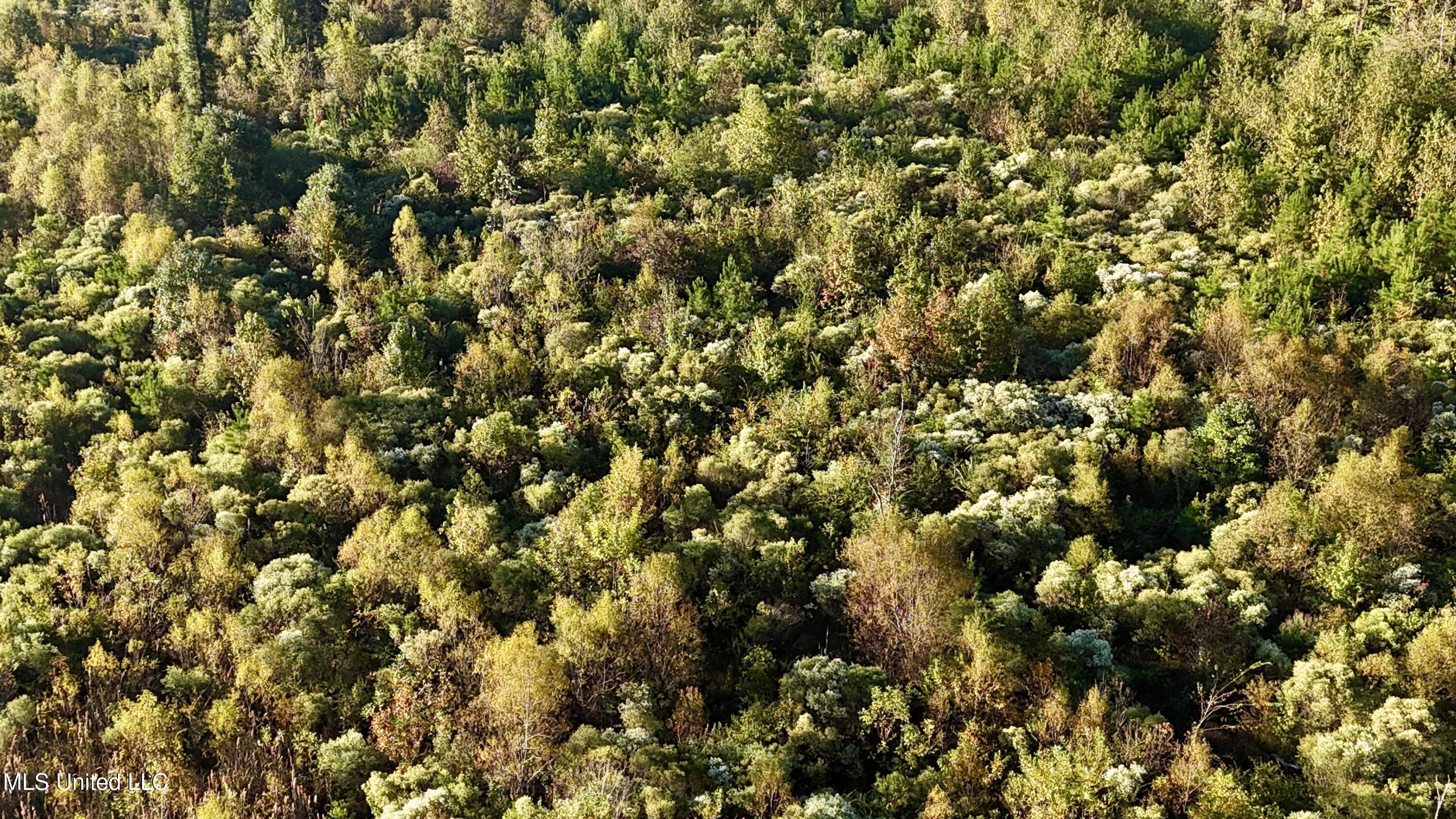 15 Hwy Union Union, MS 39365 - Photo 8 of 17 dji_fly_20251014_082026_0108_17604483568