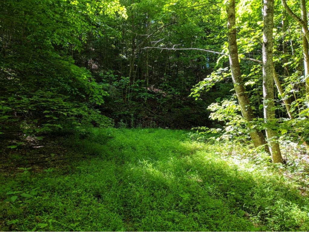 Tbd Washington Spring Road Glade Spring, VA 24340 - Photo 3 of 8 Photo 3