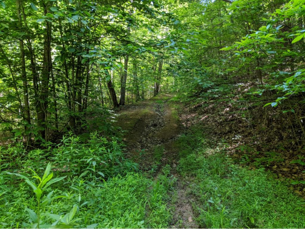 Tbd Washington Spring Road Glade Spring, VA 24340 - Photo 4 of 8 Photo 4