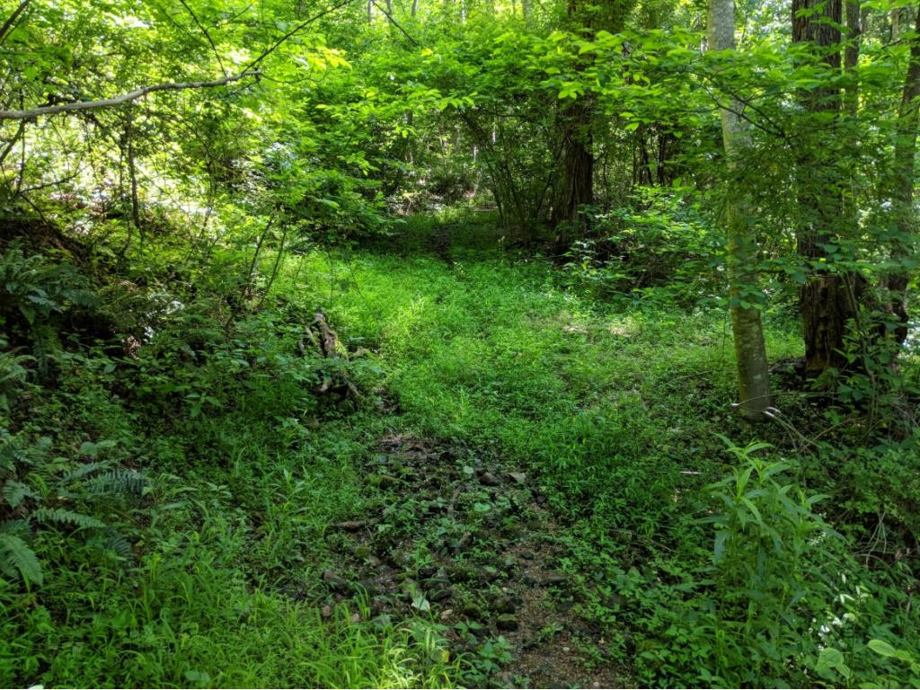 Tbd Washington Spring Road Glade Spring, VA 24340 - Photo 5 of 8 Photo 5