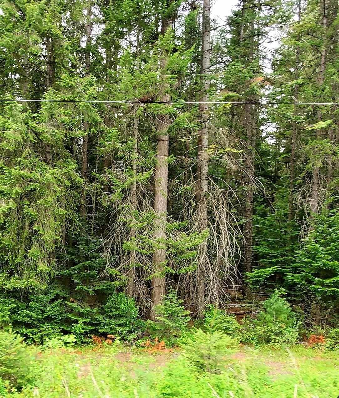 Tbd Tbd Leclerc Road Cusick, WA 99119 - Photo 8 of 21 Gallery Image 8