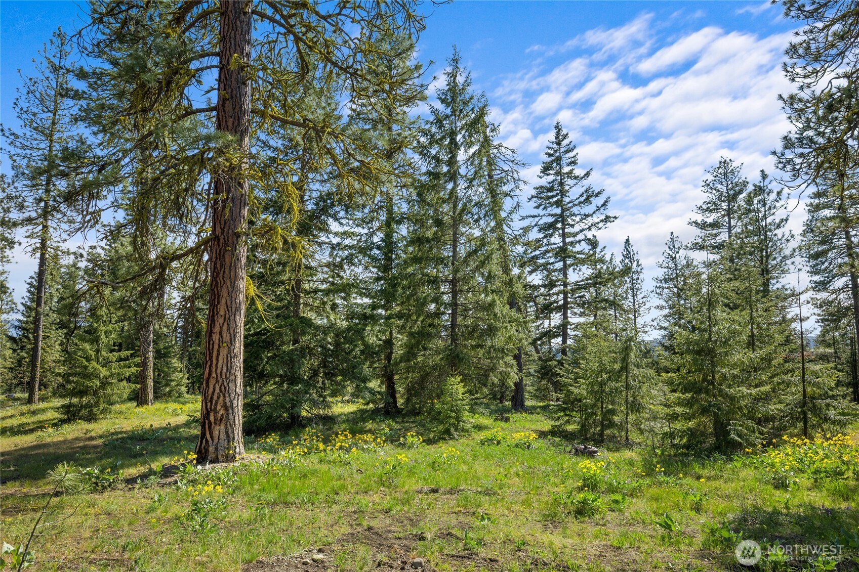 a big yard with lots of green space and house