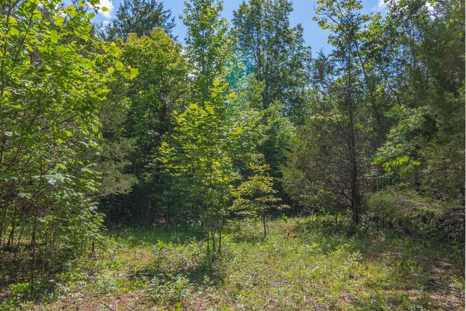 0 Chestnut Grove Lawrenceburg, TN 38464 - Photo 8 of 14 Gallery Image 8