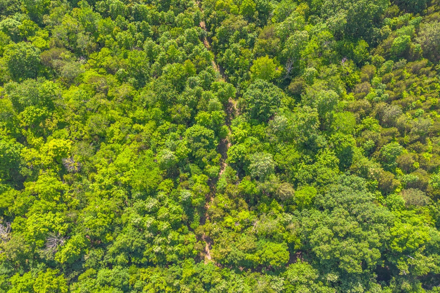 0 Chestnut Grove Lawrenceburg, TN 38464 - Photo 9 of 14 Gallery Image 9