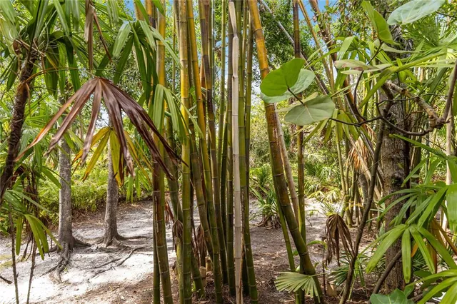 a backyard of a house with lots of plants and large tree