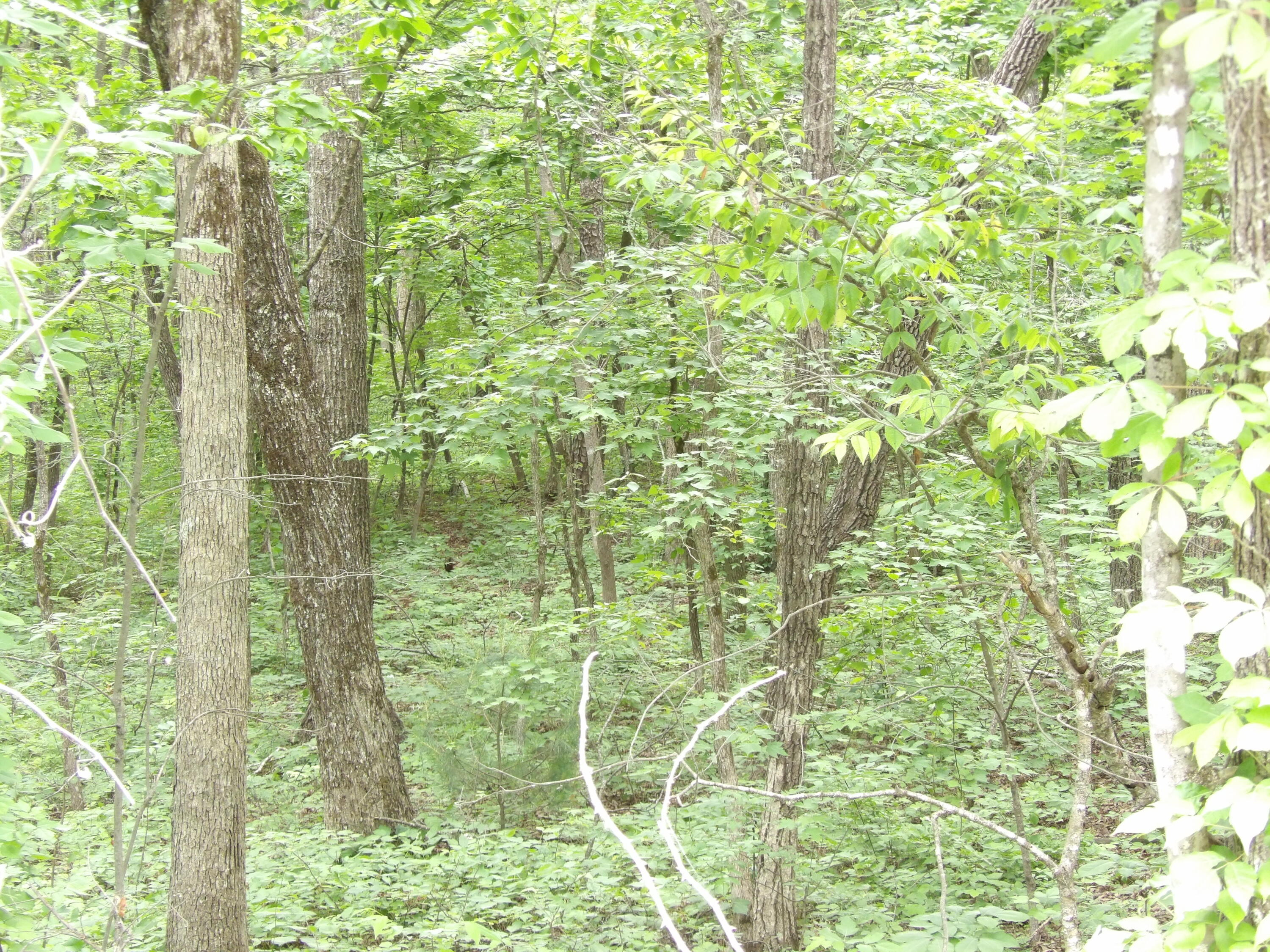 0 Ridge Road West Crossville, TN 38572 - Photo 9 of 10 100_2500