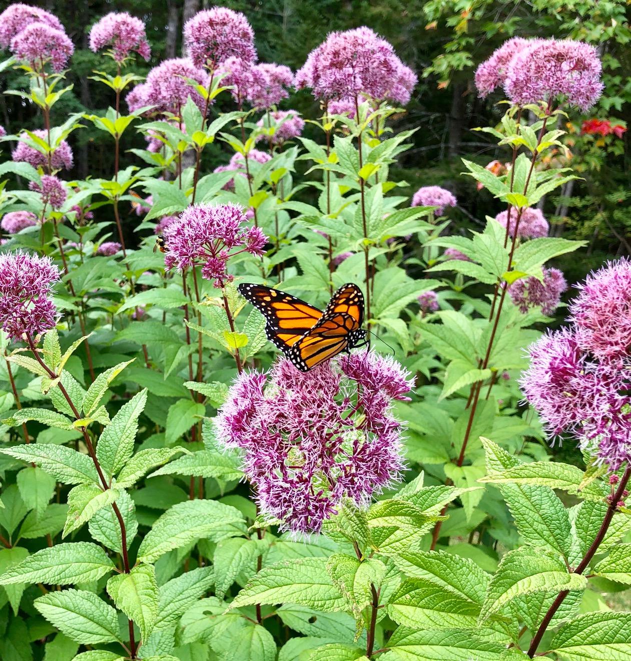 24 Ledges Road Bass Harbor, ME 04653 - Photo 44 of 61 Gardens