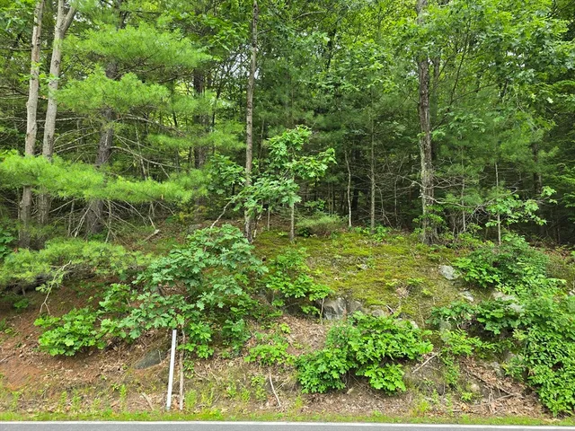 a green field with lots of bushes