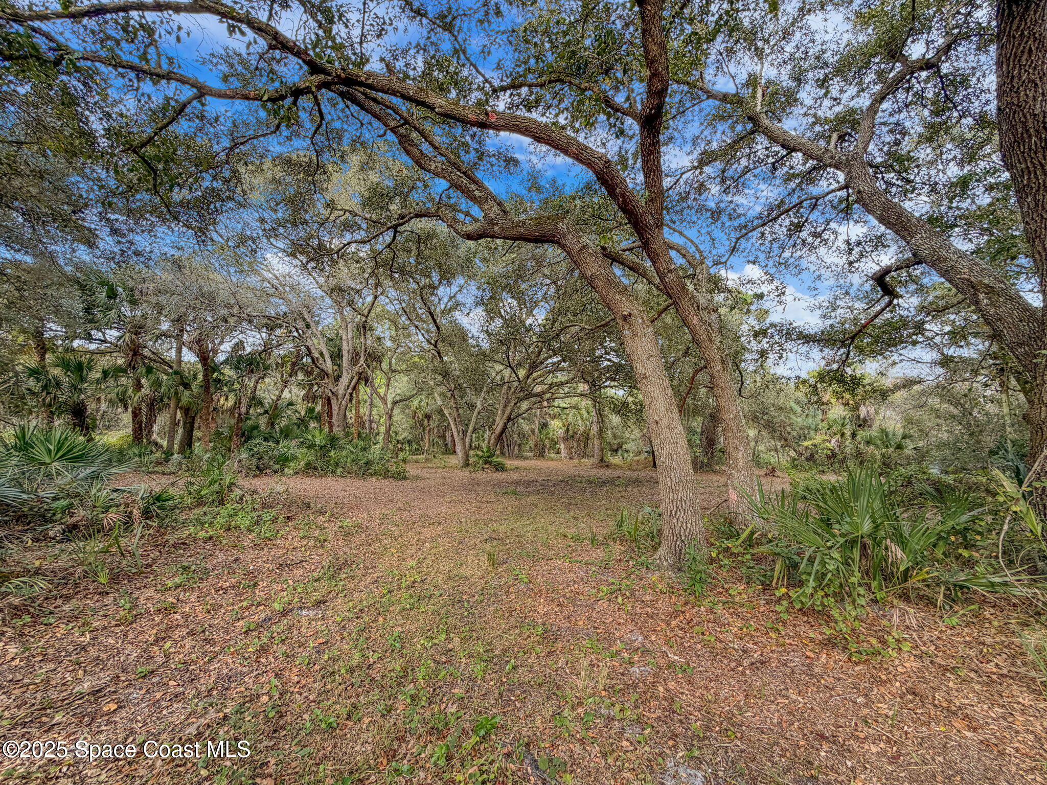 1 Bear Trail Cocoa, FL 32926 - Photo 2 of 13 a view of a yard with trees