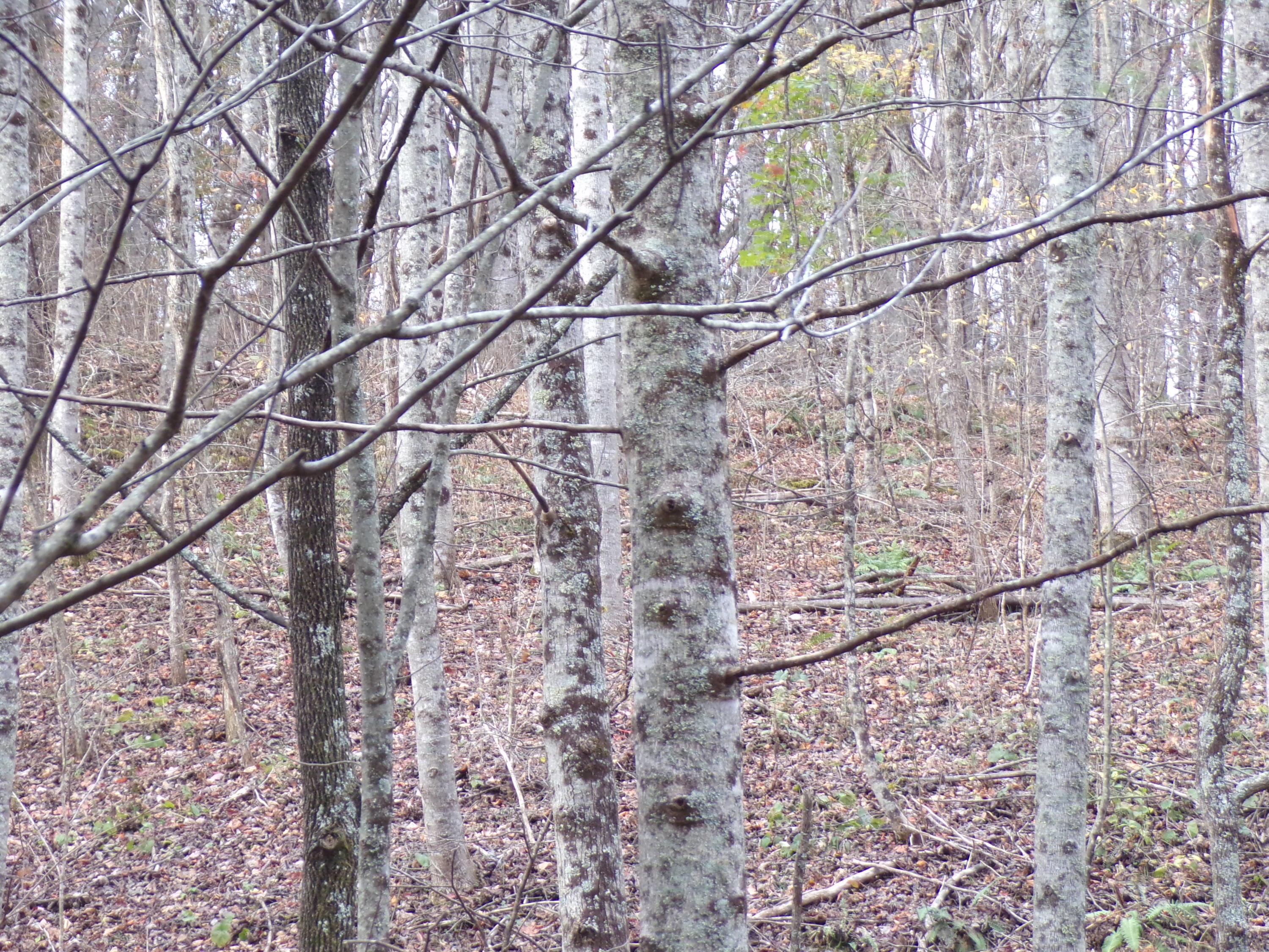 Tbd Brushy Fork Road Trade, TN 37691 - Photo 11 of 15 ABUNDANT WILDLIFE