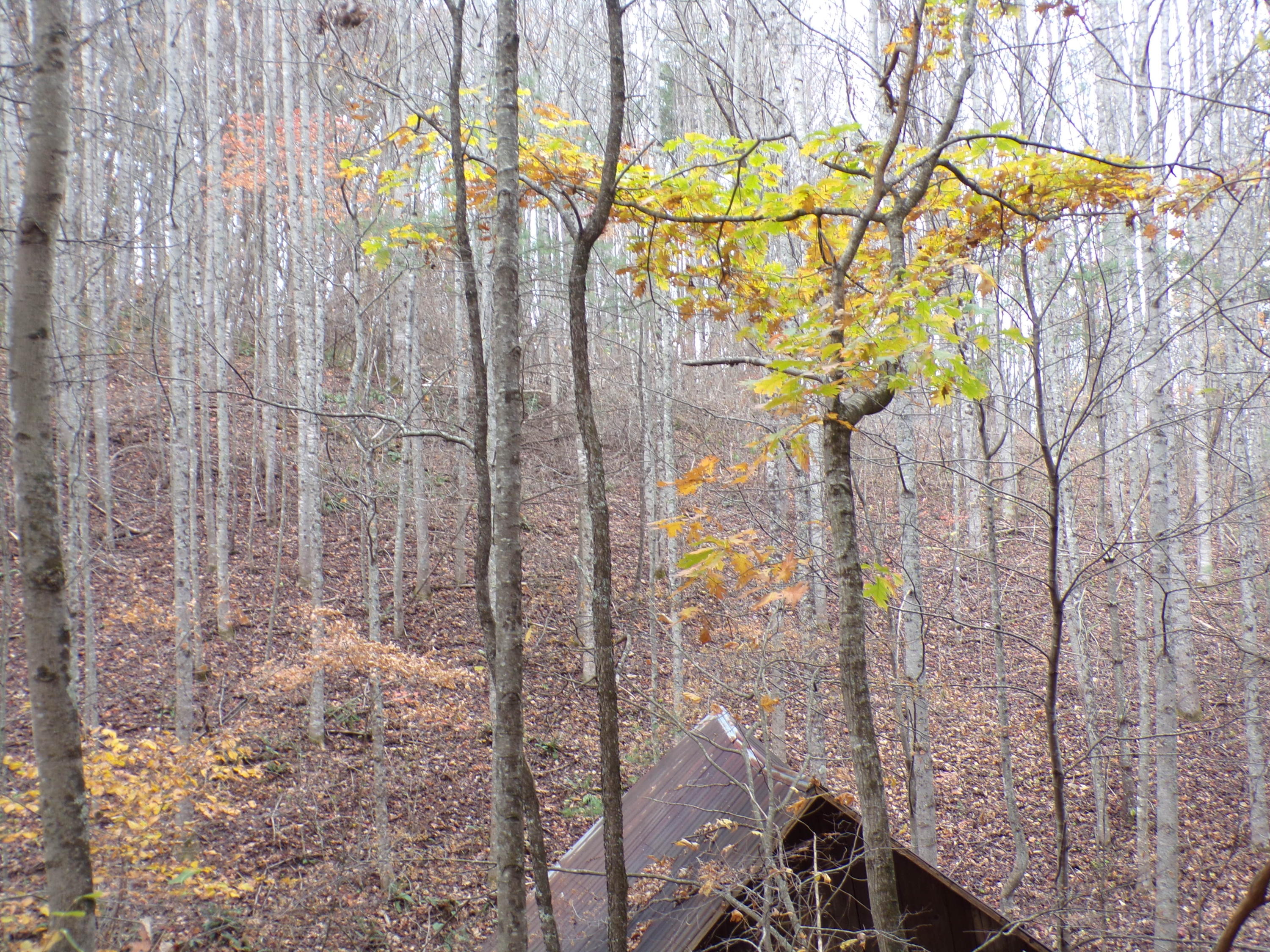 Tbd Brushy Fork Road Trade, TN 37691 - Photo 13 of 15 PRIVATE & SECLUDED