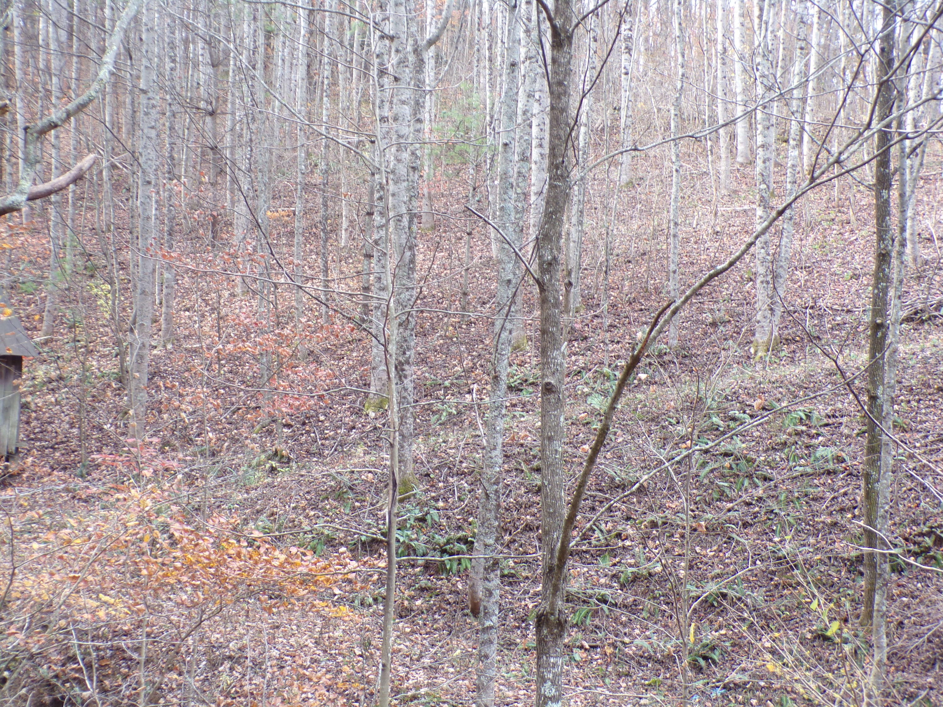 Tbd Brushy Fork Road Trade, TN 37691 - Photo 14 of 15 MULTIPLE HOUSE SITES