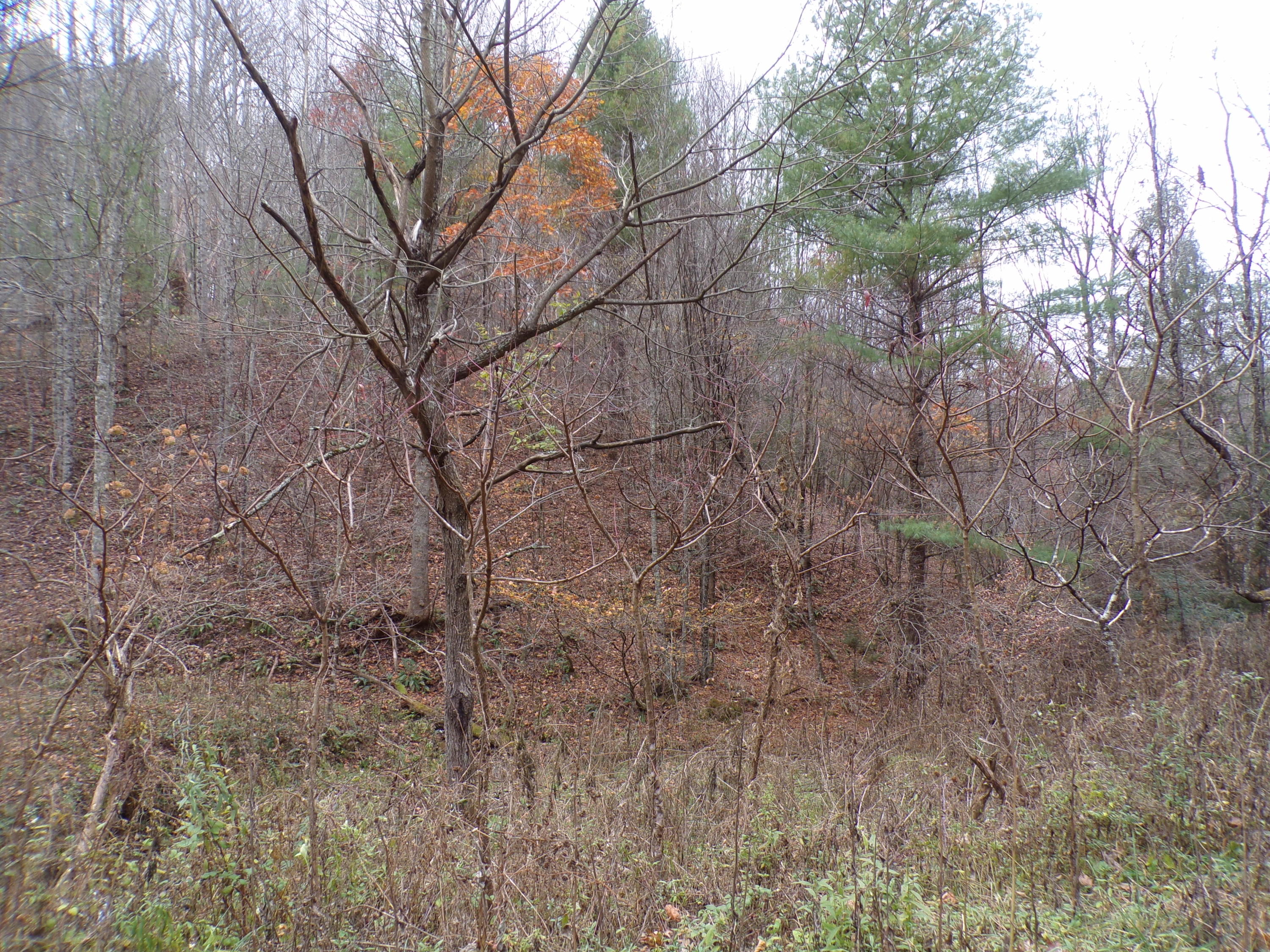 MOSTLY WOODED