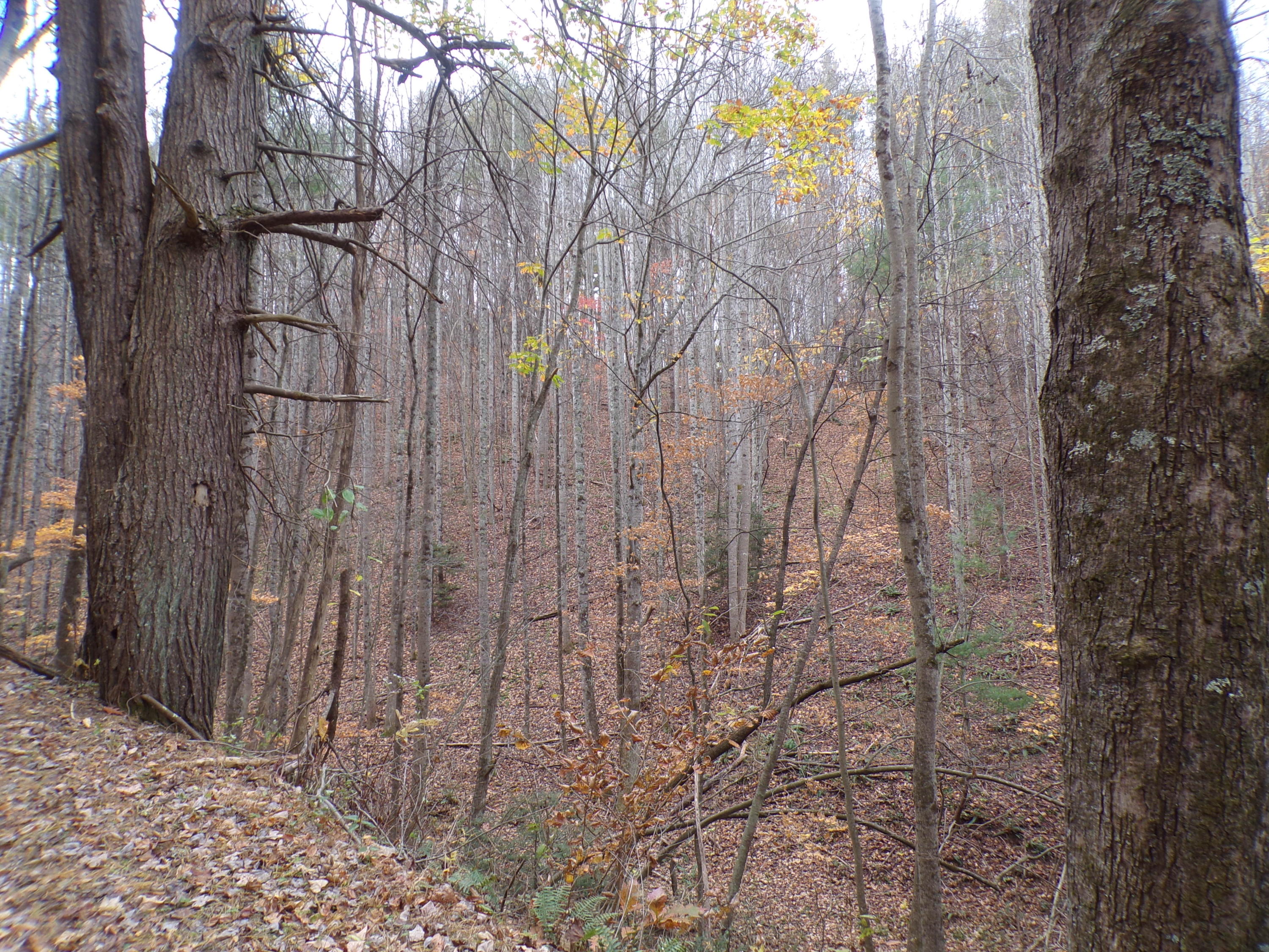 VARIETY OF HARDWOODS