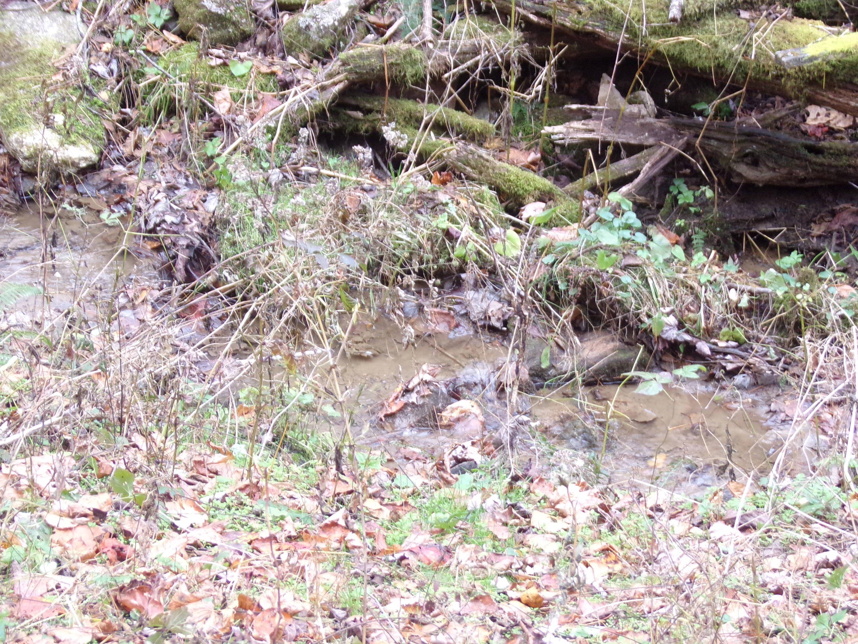 WATER BRANCH RUNNING THRU