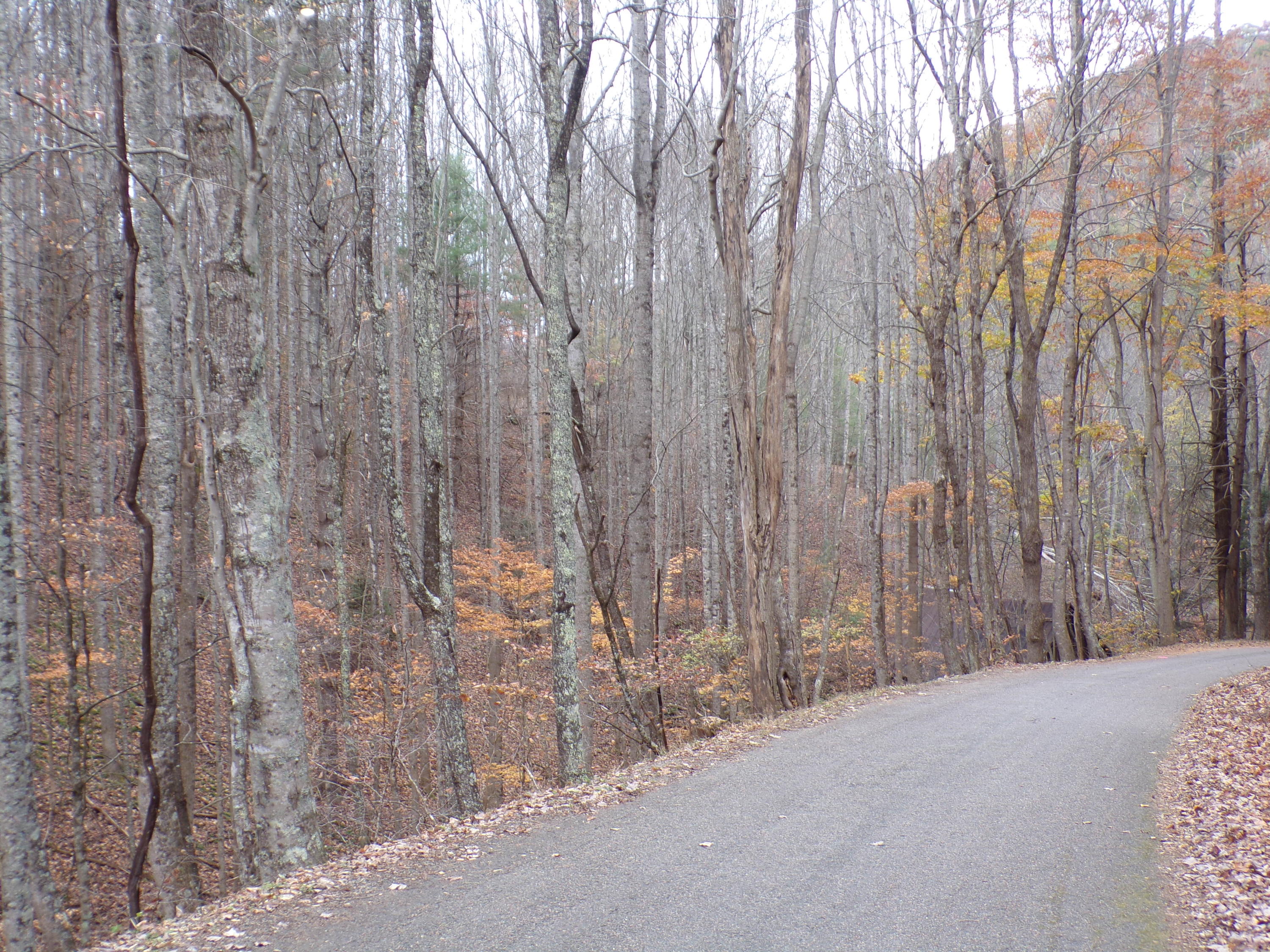 Tbd Brushy Fork Road Trade, TN 37691 - Photo 10 of 15 ROAD FRONTAGE
