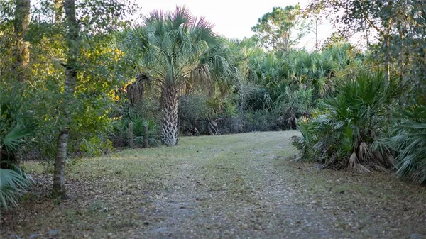 a view of a forest with trees in the background