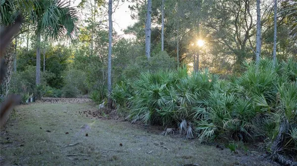 a view of a forest with trees in the background