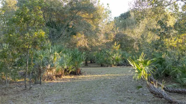a view of a yard with plants and trees
