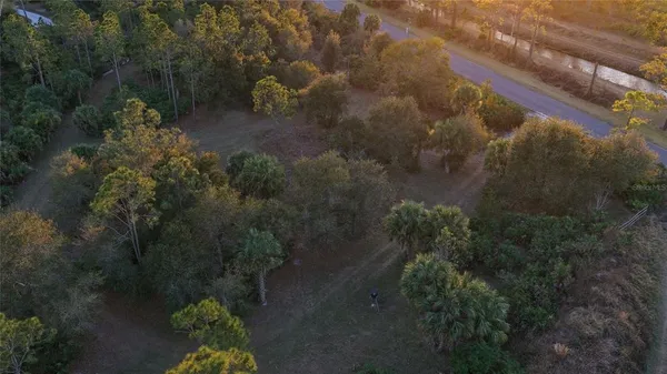 a picture of trees